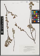 Foto von Salix aurita L.
